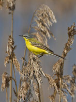 Schafstelze (Motacilla flava), Biebrza-Nationalpark, Polen