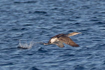 Prachttaucher (Gavia arctica), Uttwil