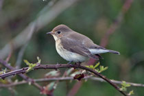 Zwergschnäpper (Ficedula parva), Helgoland, Deutschland