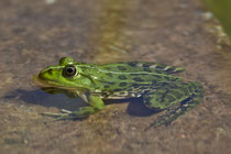 Wasserfrosch (Gattung Pelophyla), Villnachern