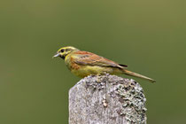 Zaunammer (Emberiza cirlus), Schinznach