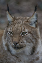 Luchs (Lynx), Tierpark Lange Erlen, Basel