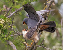 Rotfussfalke (Falco vesperinus) Paarung, Hortobagy, Ungarn