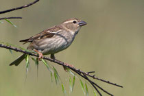 Weidensperling (Passer hispaniolensis) W, Kalloni (Lesbos) 