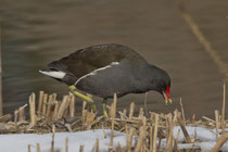 Teichhuhn (Gallinula chloropus), Klingnauer Stausee