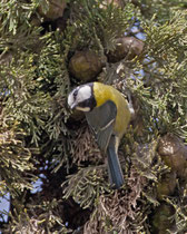 Ultramarinmeise (Cyanistes teneriffae), Fuerteventura 
