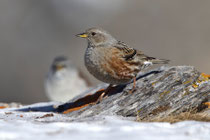 Alpenbraunelle (Prunella collaris), Gemmi (Leukerbad) VS