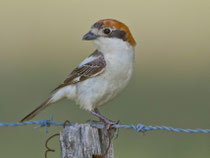 Rotkopfwürger (Lanius senator), Arrocampo-Stausee, Extremadura