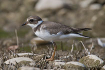 Sandregenpfeifer (Charadrius hiaticula), Jona-Stampf SG