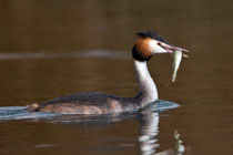 Haubentaucher bringt Fisch für Fütterung, Klingnauer Stausee