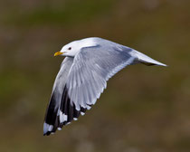 Sturmmöwe im PK (Larus canus), Varanger, Norwegen