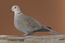 Türkentaube (Streptopelia decaocto), Fuerteventura