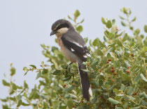 Mittelmeer-Raubwürger (Lanius meridionalis), Santa Marta, Extremadura