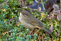 Bartlaubsänger (Phylloscopus schwarzi), Helgoland DE