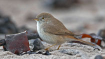 Wüstengrasmücke (Sylvia nana), Helgoland DE