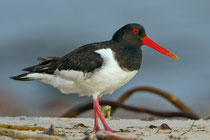 Austernfischer (Haemotopus ostralegus), Helgoland D