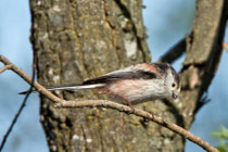 Schwanzmeise (Aegithalos caudatus), La Sauge de Cudrefin