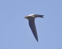 Alpensegler (Apus melba), Seengen
