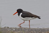 Austernfischer (Haemotopus ostralegus), Reykjavik, Island