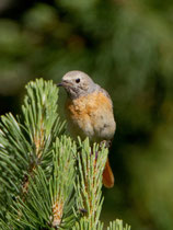 Gartenrotschwanz, Jungvogel, Ronco/Bedretto TI