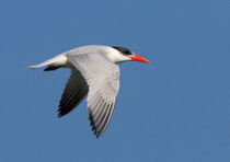 Raubseeschwalbe (Hydroprogne caspia), Klingnauer Stausee