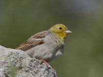 Türkenammer (Emberiza cineracea), Ipsilou, Lesbos