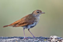 Nachtigall (Luscinia megarhynchos), juvenil, Leuk