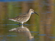 Sichelstrandläufer (Calidris ferruginea), Hagimoos LU