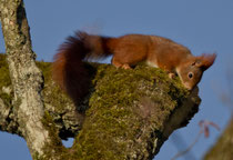 Eichhörnchen (Sciurus vulgaris), Eschenz