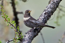 Ringdrossel (Turdus torquatus), Guttet-Feschel (Leuk) VS