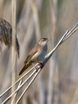Rohrschwirl (Locustella luscinioides), Klingnauer Stausee