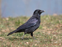 Rabenkrähe (Corvus corone), Klingnauer Stausee