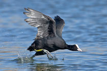 Blässhuhn (Fulica atra), Kreuzlingen (Bodensee)