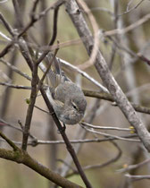 Taigazilpzalp  (Phylloscopus collybita tristis), Klingnauer Stausee