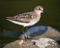 Zwergstrandläufer (Calidris minuta), Jona SG