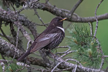 Ringdrossel (Turdus torquatus), Glaubenberg OW
