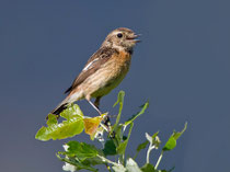 Schwarzkehlchen W (Saxicola torquatus), Leukerfeld VS