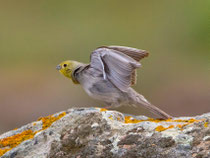 Türkenammer (Emberiza cineracea), Ipsilou, Lesbos