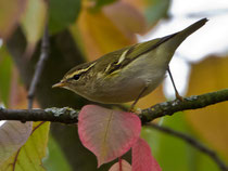 Gelbbrauen-Laubsänger (Phylloscopus inornatus), Birsfelden