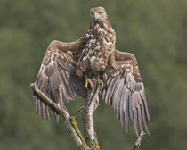 Seeadler (Haliaeetus albicella), Hortobagy, Ungarn