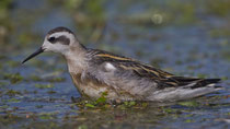 Odinshühnchen (Phalaropus robatus), Stansstaad