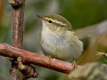 Gelbbrauen-Laubsänger (Phylloscopus inornatus), Helgoland 