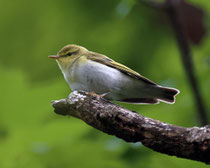 Waldlaubsänger (Phylloscopus sibilatrix), Remigen