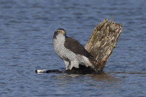 Habicht (Accipiter gentilis), Klingnauer Stausee, mit einem geschlagenen Blässhuhn