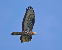 Wespenbussard (Pernis apivorus), Aargau