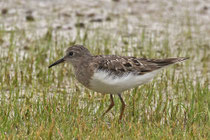 Temminckstrandläufer (Calidris temminckii), Neeracherried