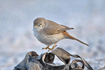 Wüstengrasmücke (Sylvia nana), Helgoland DE