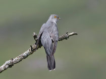 Kuckuck (Cuculus canorus), Mull, Schottland