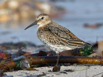 Alpenstrandläufer (Calidris alpina), Helgoland D