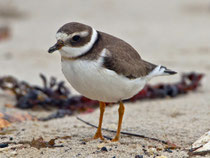 Sandregenpfeifer (Charadrius hiaticula), Helgoland D